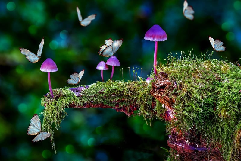 Whimsical Forest